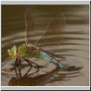 Anax imperator - Grosse Koenigslibelle w09.jpg
